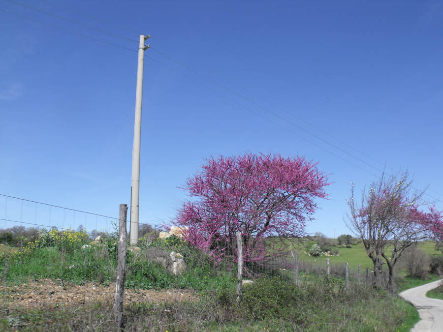 Cercis siliquastrum toscano